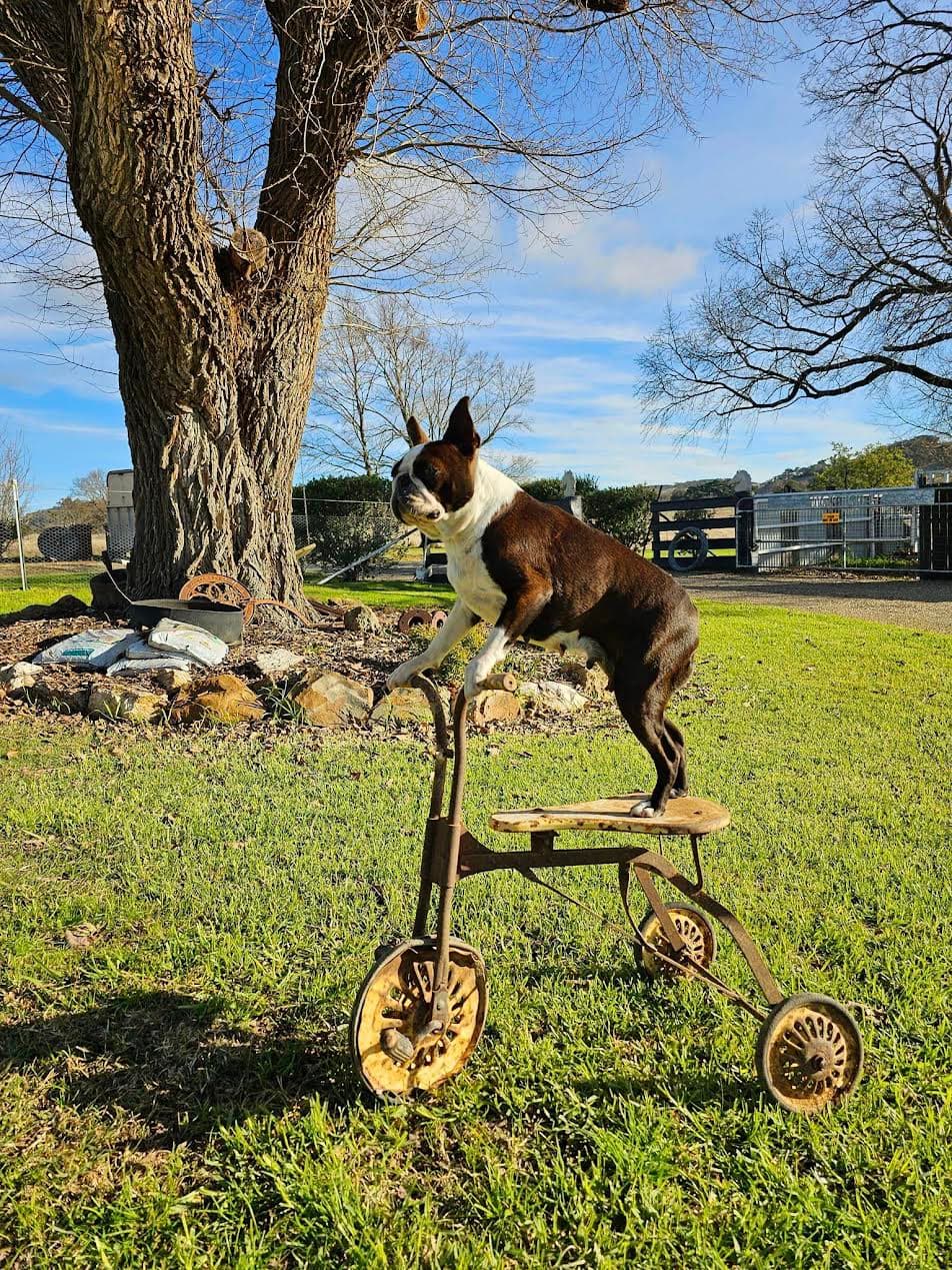 Boston Terrier on tricycle