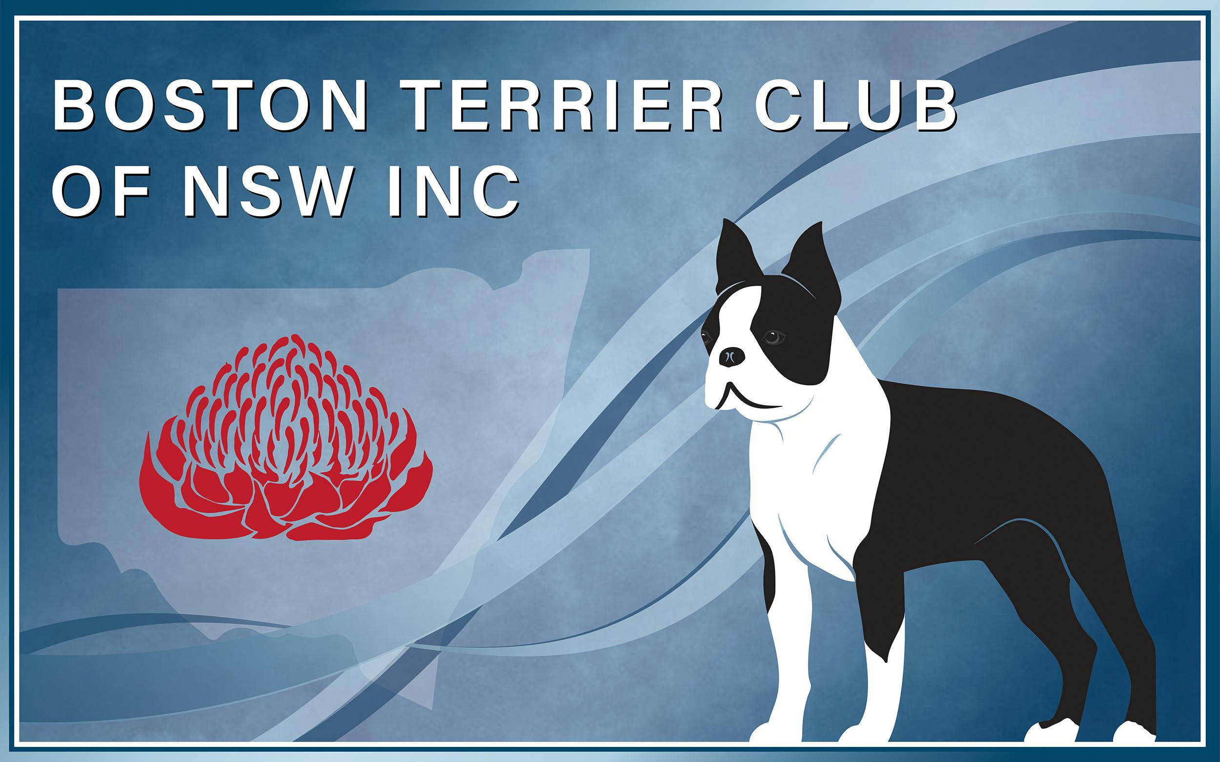 Boston Terrier Club Banner