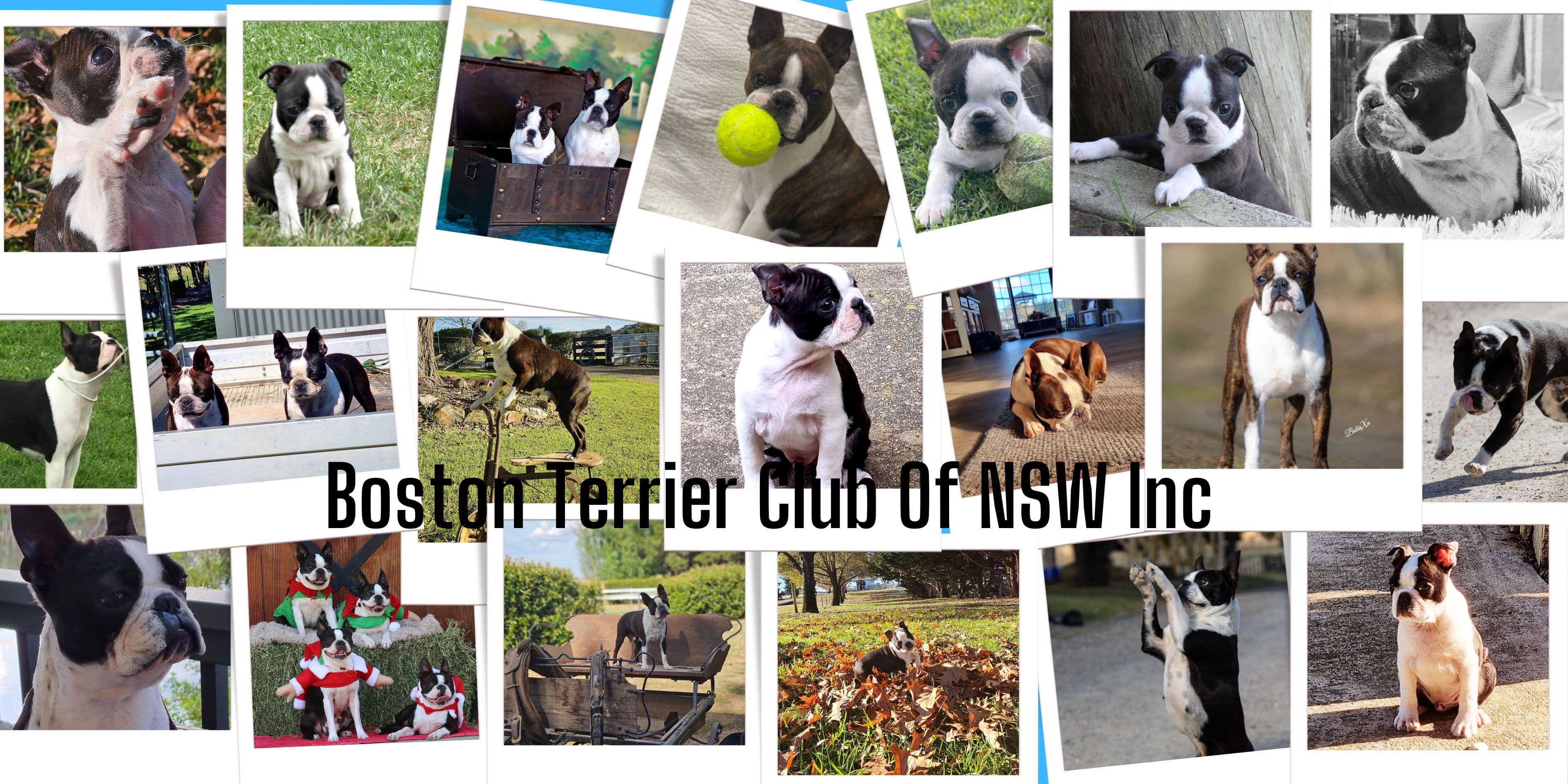 Boston Terrier Club of Nsw Inc