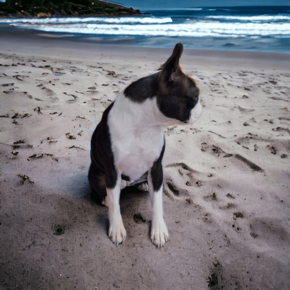 Bliss at the Beach.1000x1000